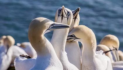 被苏亚雷斯吐口水的西雅图海湾人工作人员：我本以为他会咬我